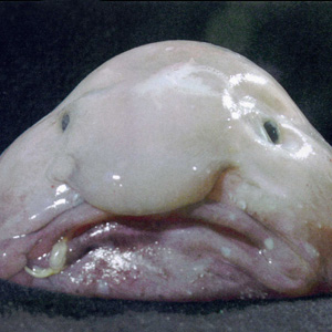 Blobfish.jpg