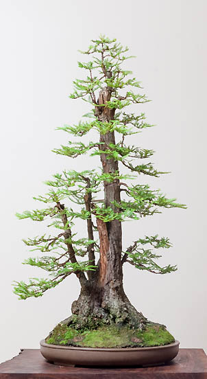 Coastal-Redwood-Narrow-Bonsai_sm.jpg