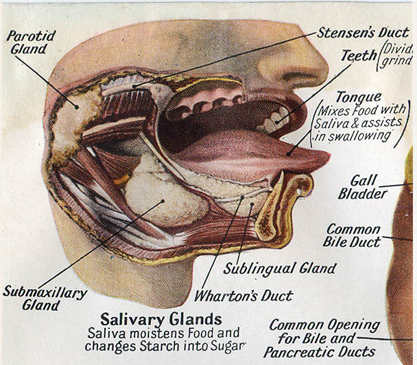 Cutaway_MO.jpg