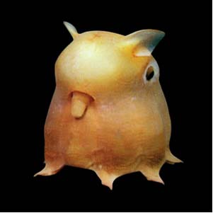 Dumbo_octopus.jpg