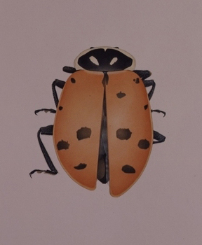 LadyBirdBeetle.jpg