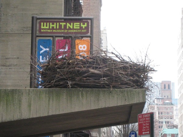 Nest_Haeg.jpg