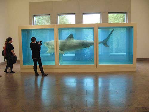 Shark_Hirst_met1.jpg