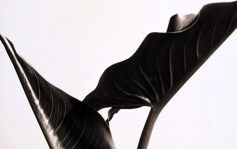 Portland  Museum on Imogen Cunningham  Calla Leaves  1929  Pam Photo Collection